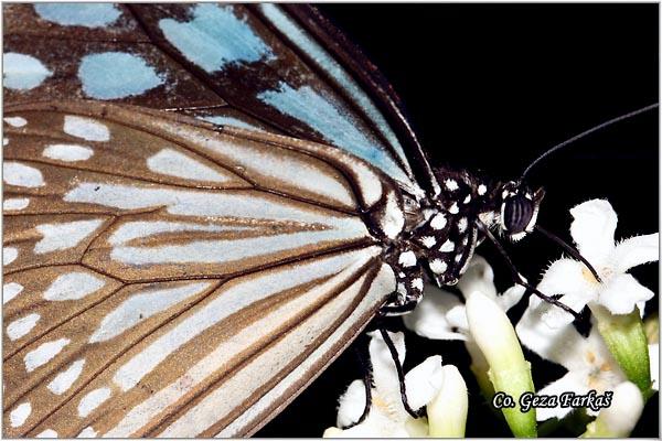 23_blue_glassy_tiger.jpg - Blue glassy tiger, Ideopsis similis, Location: Koh Phangan, Thailand