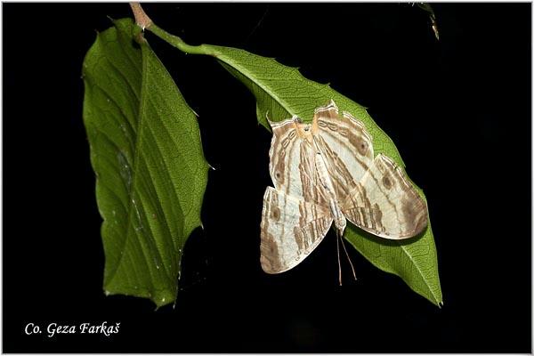 24_marbled_map.jpg - Marbled map, Cyrestis cocles earli, Location: Koh Phangan, Thailand