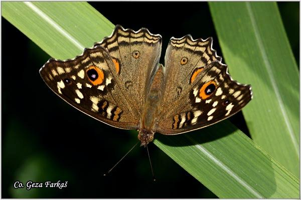 25_lemon_pansy.jpg - Lemon pansy, Junonia lemonias lemoniasi, Location: Koh Phangan, Thailand