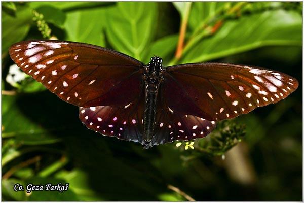 26_common_indian_crow.jpg - Euploea core graminifera, Common Indian crow, Location: Koh Phangan, Thailand