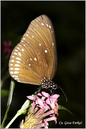 27_common_indian_crow.jpg - Euploea core graminifera, Common Indian crow, Location: Koh Phangan, Thailand