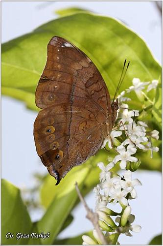 28_autumnleaf.jpg - Autumnleaf, Doleschallia bisaltida,  Location: Tailand, Koh Phangan