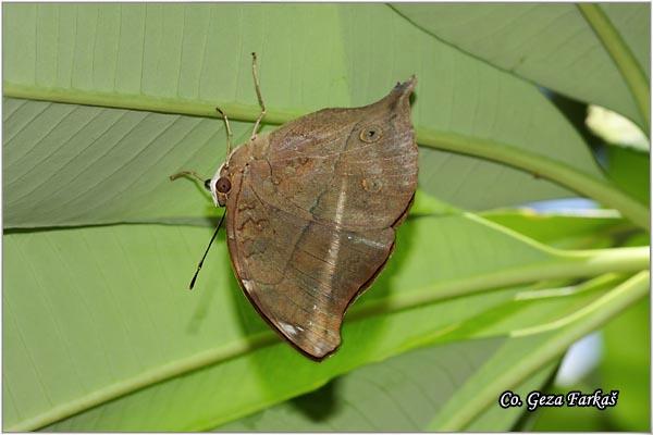 29_autumnleaf.jpg - Doleschallia bisaltida,  Location: Tailand, Koh Phangan