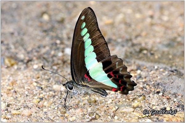 30_common_blue_bottle.jpg - Common blue bottle, Graphium sarpedon luctatius, Location: Koh Phangan, Thailand