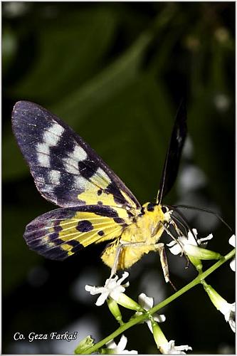 32_yellow_moth.jpg - Yellow moth, Disphania militaris , Location: Koh Phangan, Thailand