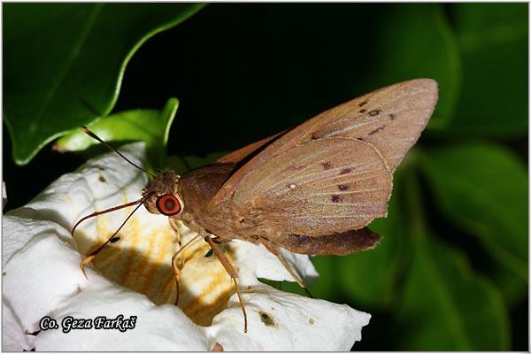 34_coconut_skipper.jpg - Coconut skipper, Hidari irava,  Location: Tailand, Koh Phangan