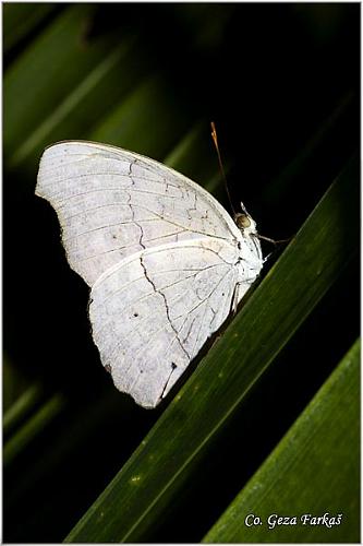 36_grey_pansy.jpg - Grey pansy, Juniona atlites, Location: Koh Phangan, Thailand