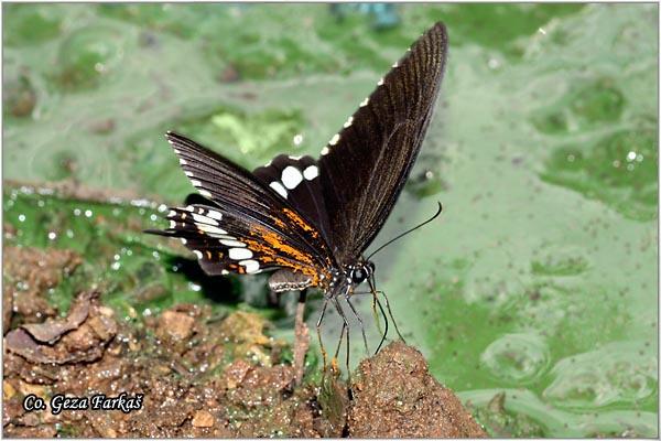 38_common_mormon.jpg - Common mormon, Papilio polytes romulus,Location: Koh Phangan, Thailand