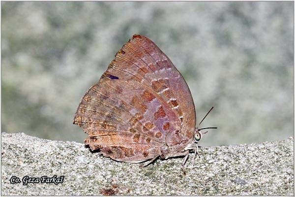 40_centaur_oakblue.jpg - Centaur oakblue, Arhopala centaurus nakula,Location: Koh Phangan, Thailand