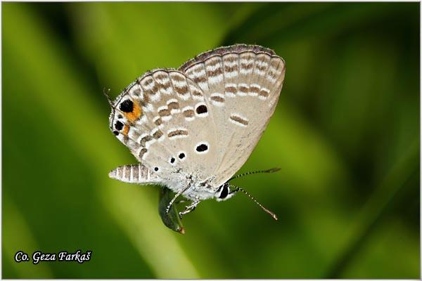 41_cycad_blue.jpg - Cycad blue, Chilades pandava, Location: Koh Phangan, Thailand