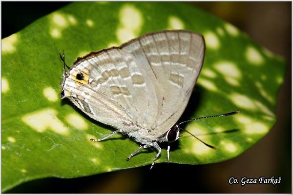 42_pointed_line-blue.jpg - Pointed Line-Blue, Ionolyce helicon merguiana, Location: Koh Phangan, Thailand