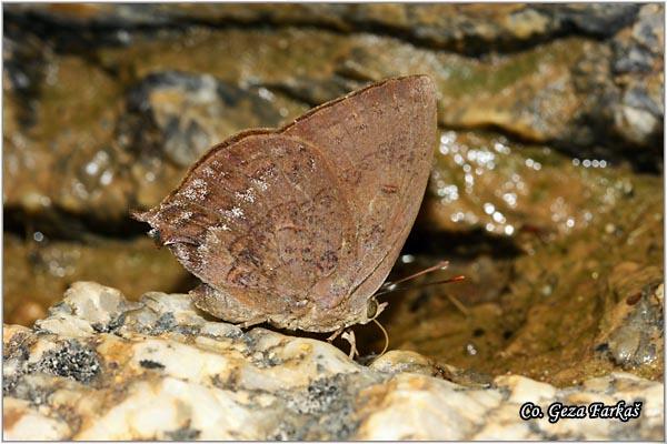 43_unknown_butterfly.jpg - Unknown butterfly speaces, Location: Koh Phangan, Thailand