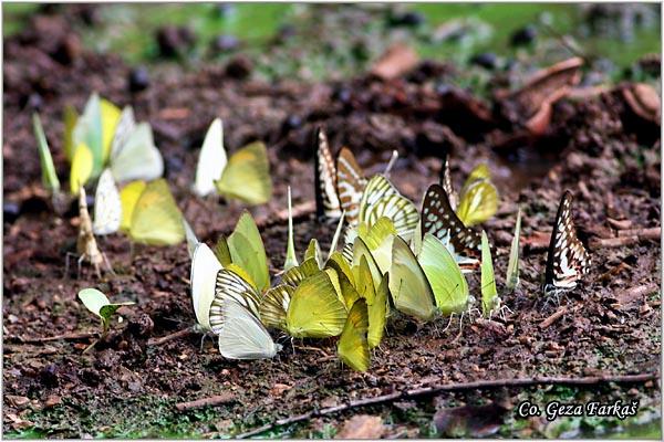 46_butterfly_puddling.jpg - Butterfly puddling, Location: Bangkok, Thailand
