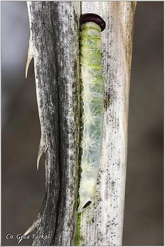 47_chequred_lancer.jpg - Chequred lancer caterpillar, Plastingia naga, Location: Tailand, Koh Phangan