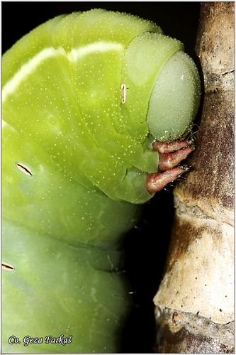 48_sphingidae_sp.jpg - Sphingidae Sp. caterpillar, Location: Tailand, Koh Phangan