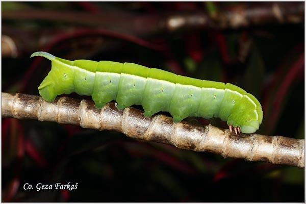 49_sphingidae_sp.jpg - Sphingidae Sp. caterpillar,  Location: Tailand, Koh Phangan