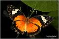 09_malay_lacewing