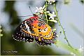 10_malay_lacewing