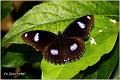 17_eggfly