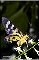 32_yellow_moth
