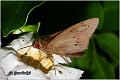 34_coconut_skipper