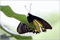 39_golden_birdwing