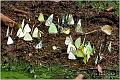 45_butterfly_puddling