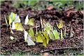 46_butterfly_puddling