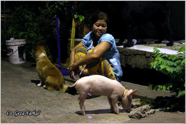 17_pet.jpg - The pet, Location: Tailand, Chumphon