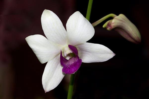 03_orchid.jpg