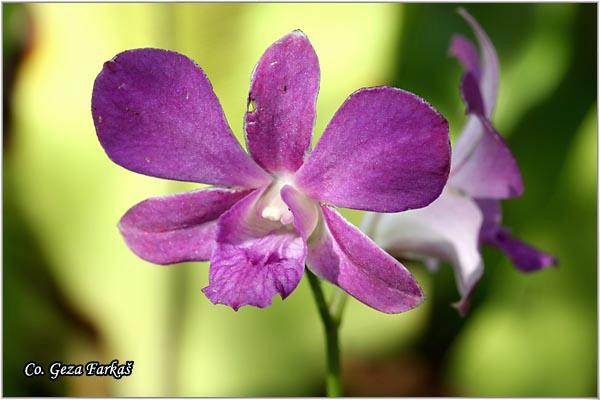 08_orchid.jpg - Orchid,  Orhideje, Mesto - Location: Tailand, Koh Phangan