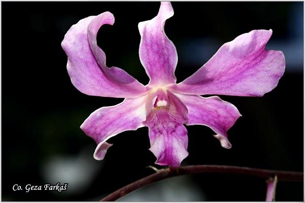 09_orchid.jpg - Orchid,  Orhideje, Mesto - Location: Tailand, Koh Phangan