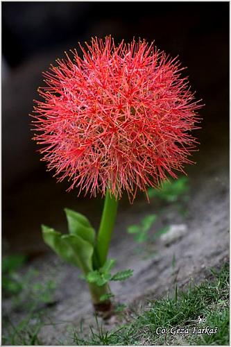 18_unknown_plant.jpg - Unknown plant, Mesto - Location: Tailand, Koh Phangan