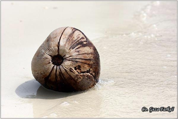 21_coconut.jpg - Coconut, Cocos nucifera, Kokos, Mesto - Location: Tailand, Koh Phangan