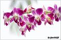 06_orchid