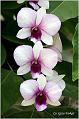 12_orchid