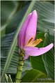 16_banana_flower