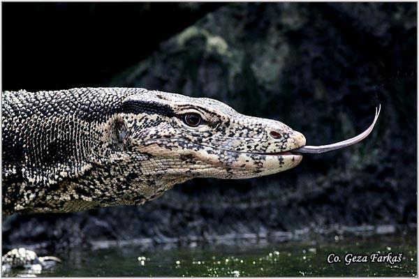01_malayan_water_monitor.jpg - Malayan Water Monitor Varanus salvator, Location: Bangkok, Thailand