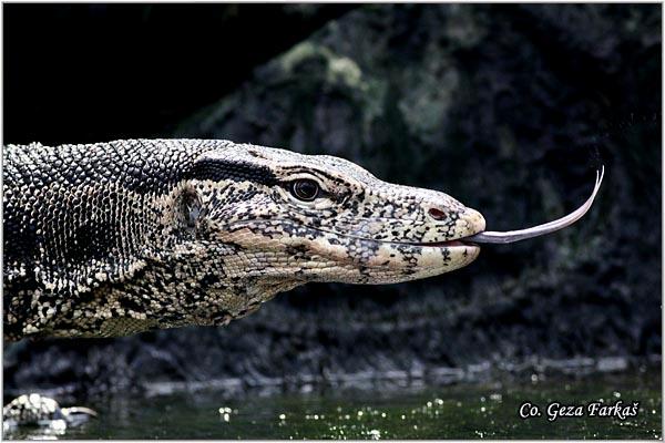 01_malayan_water_monitor.jpg - Malayan Water Monitor Varanus salvator, Location: Bangkok, Thailand