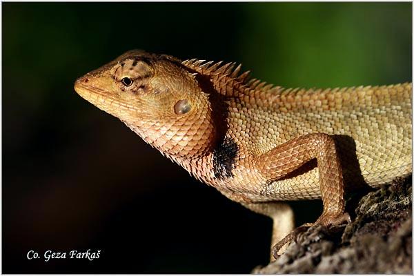 05_changeable_lizard.jpg - Changeable Lizard, Calotes versicolor, Location: Bangkok, Thailand