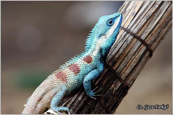 08_changeable_lizard.jpg - Changeable Lizard, Calotes versicolor, Location: Bangkok, Thailand