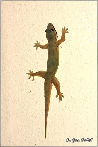 09_flat_tailed_gecko.jpg - Flat-tailed Gecko, Cosymbotus platyurus, Location: Koh Phangan, Thailand