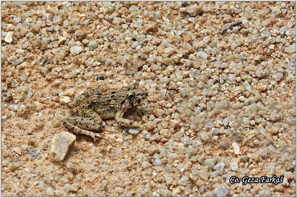 12_frog.jpg - Unknown frog, Location:Koh Phangan, Thailand