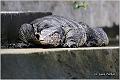 02_malayan_water_monitor