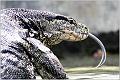 03_malayan_water_monitor