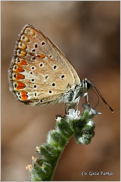 667_turquoise_blue.jpg - Turquoise Blue, Polyommatus dorylas, Tirkizni plavac, Mesto - Location: Skopelos, Greece