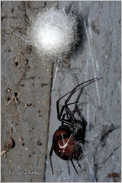029_false_black_widow.jpg - False black widow, Steatoda grossa
